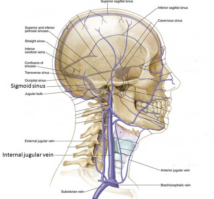 Vue De Face D'anatomie Des Muscles Importants De Visage D'un Homme