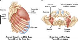 Muscles pectoraux et serratus 1