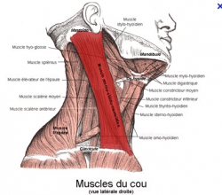 Muscle sterno cleido mastoi dien 1